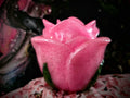 Quality Resin made. Pretty in Pink Rose Trinket Box with Green leaves.
